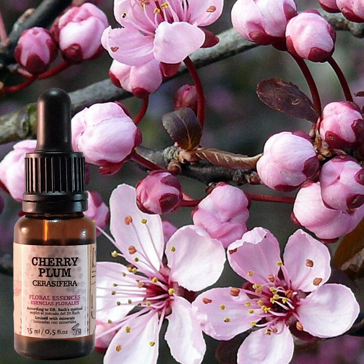 Flores de Bachđž CatĂĄlogo de productos