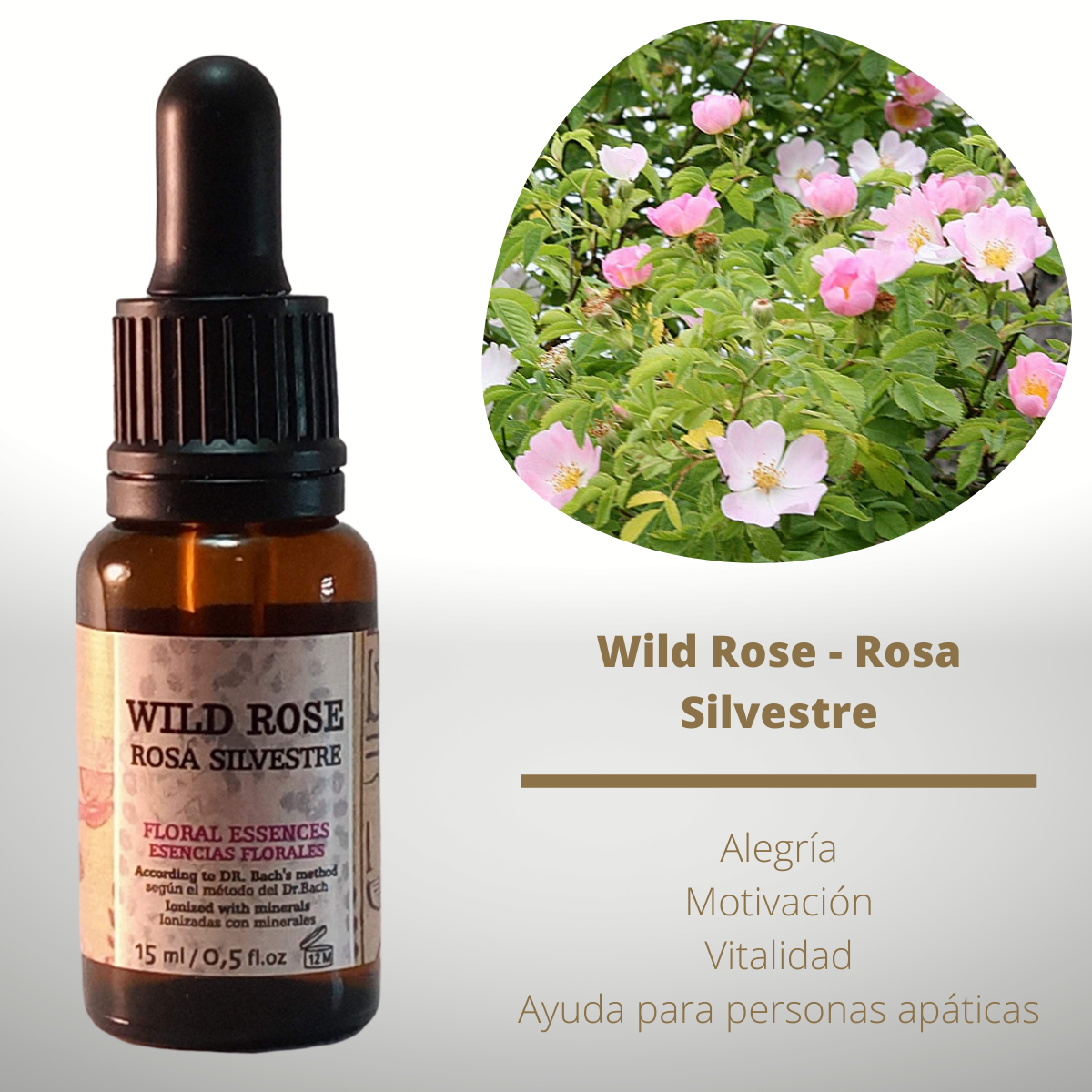 Flor nº 37 Wild Rose - Rosa Silvestre | Apatía y resignación