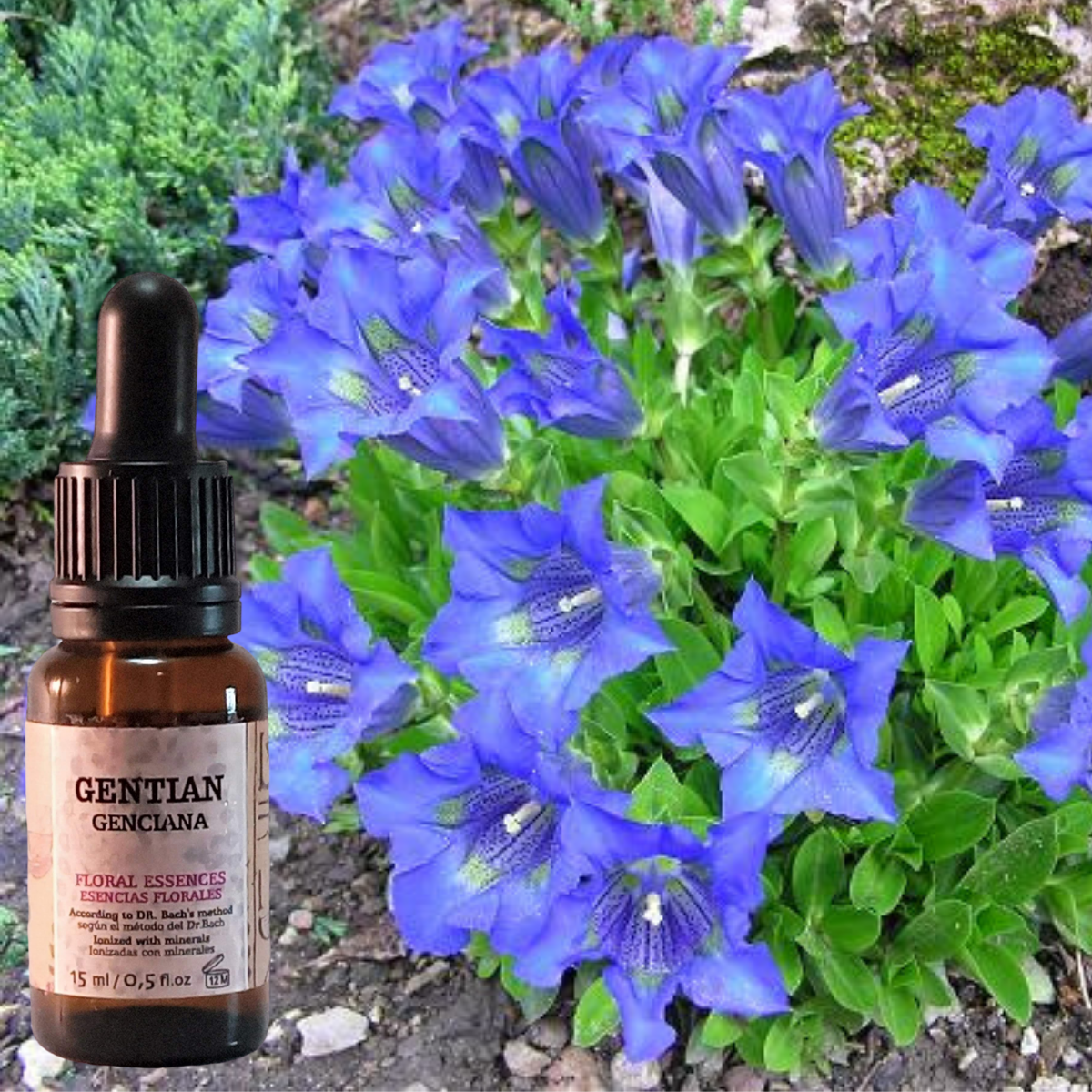 Flor nº 12 Gentian - Genciana | Depresión, pesimismo