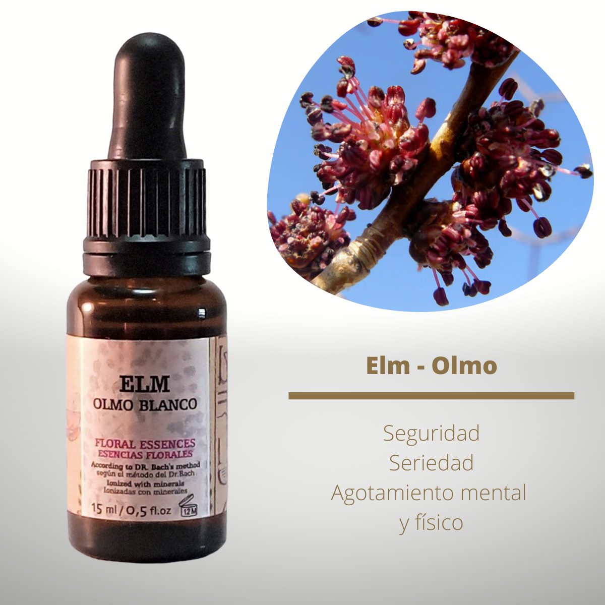 Flor nº 11 Elm - Olmo | Agobio por el trabajo