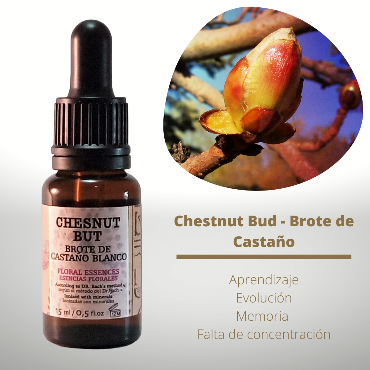 Flor nº 07 Chestnut Bud - Brote de Castaño | Dificultad de aprendizaje
