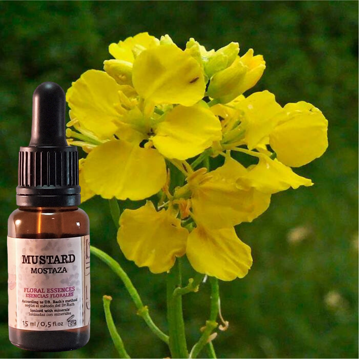 Flor nº 21 Mustard - Mostaza | Tristeza