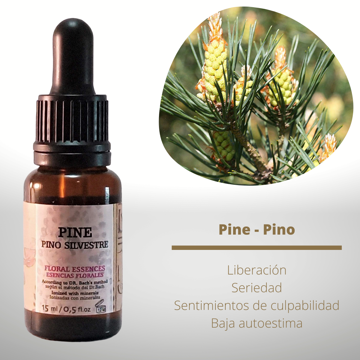 Flor nº 24 Pine - Pino | Sentimientos de culpa