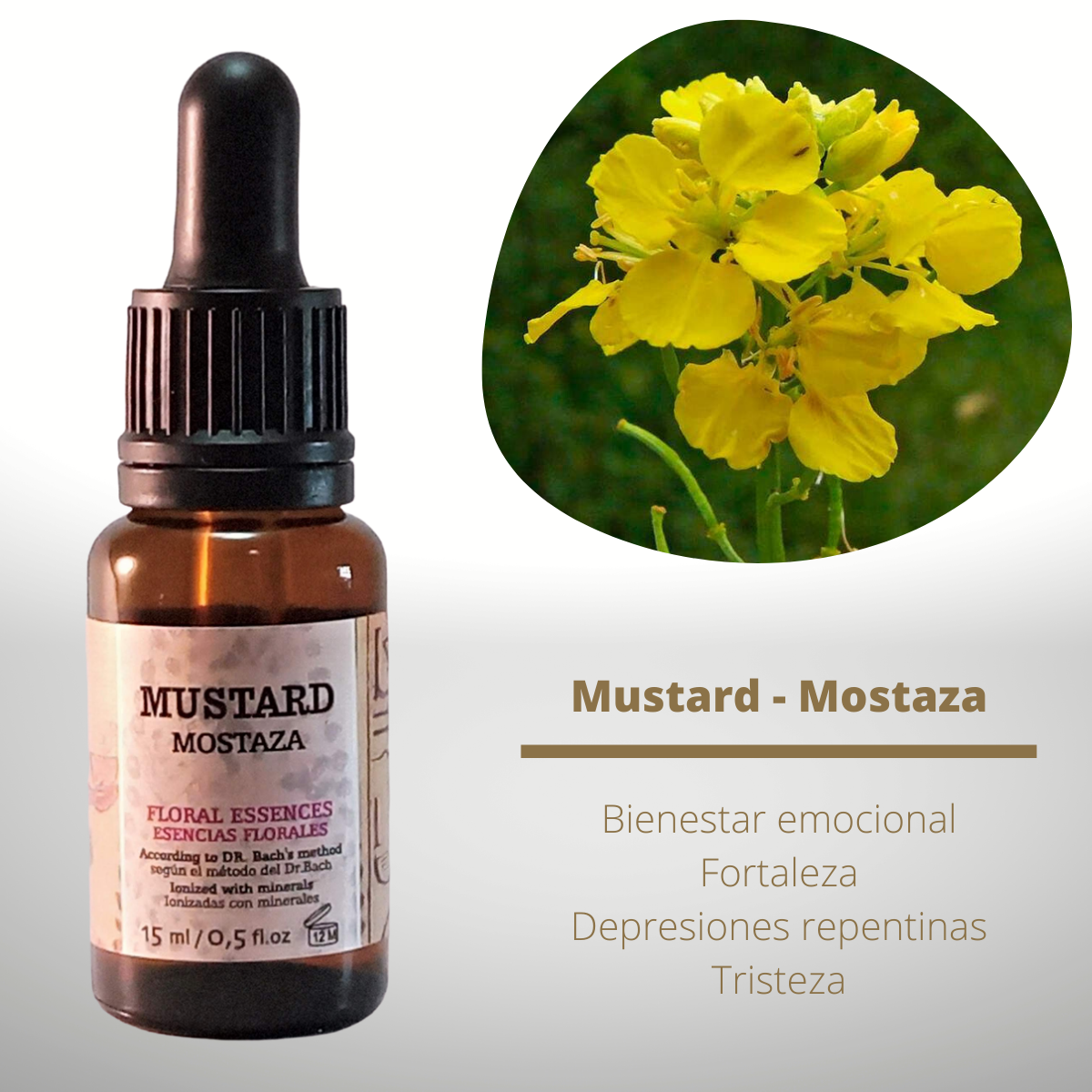 Flor nº 21 Mustard - Mostaza | Tristeza