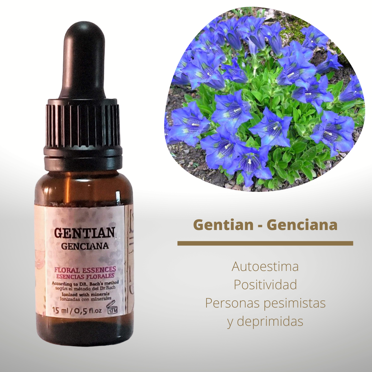 Flor nº 12 Gentian - Genciana | Depresión, pesimismo