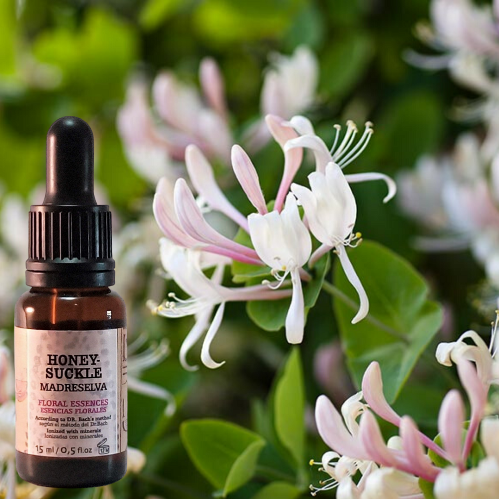Flor nº 16 Honeysuckle - Madreselva | Nostalgia del pasado