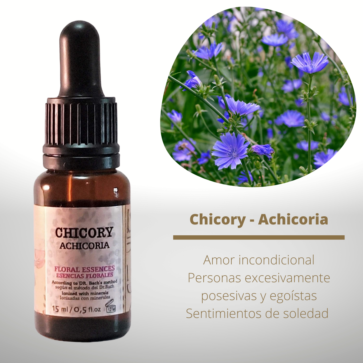 Flor nº 08 Chicory - Achicoria | Posesividad y manipulación