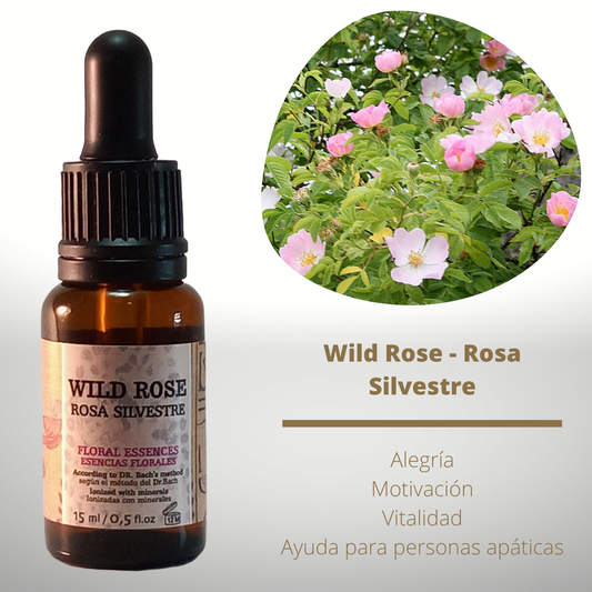 Flor nº 37 Wild Rose - Rosa Silvestre | Apatía y resignación