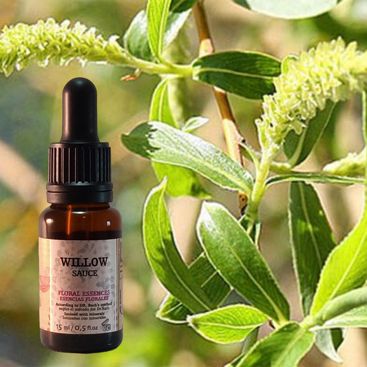 Flor nº 38 Willow - Sauce | Resentimiento, autocompasión
