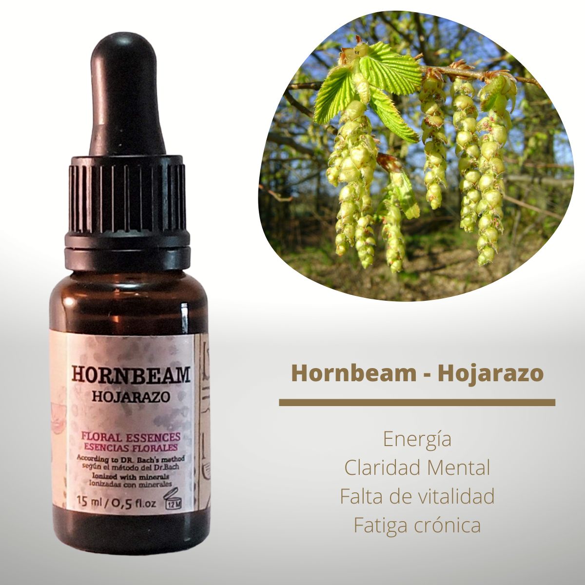 Flor nº 17 Hornbeam - Hojarazo | Cansancio mental