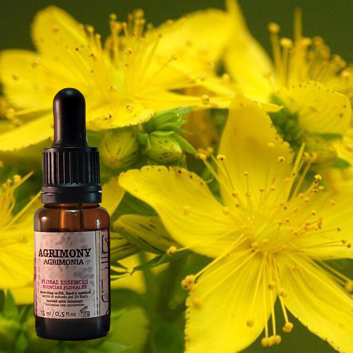 Flor nº 01 Agrimony - Agrimonia | Ansiedad