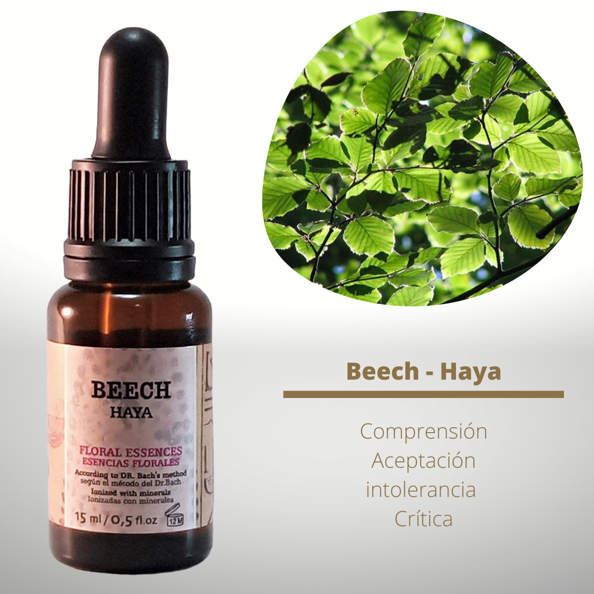 Flor nº 03 Beech - Haya | Intolerancia y crítica