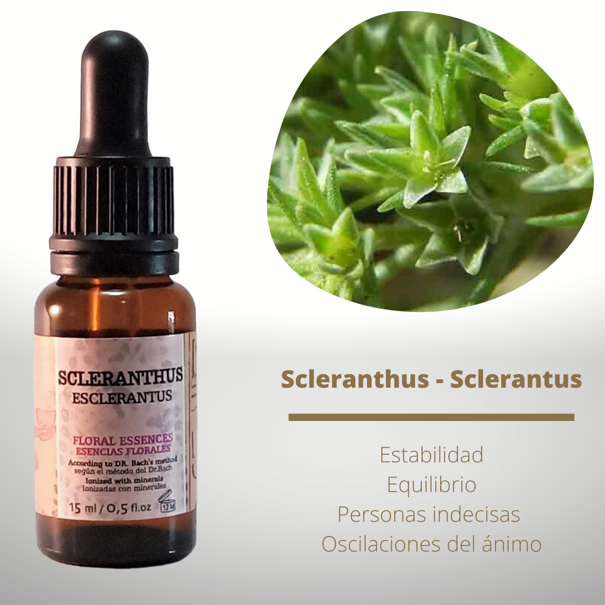 Flor nº 28 Scleranthus - Sclerantus | Dudas para escoger