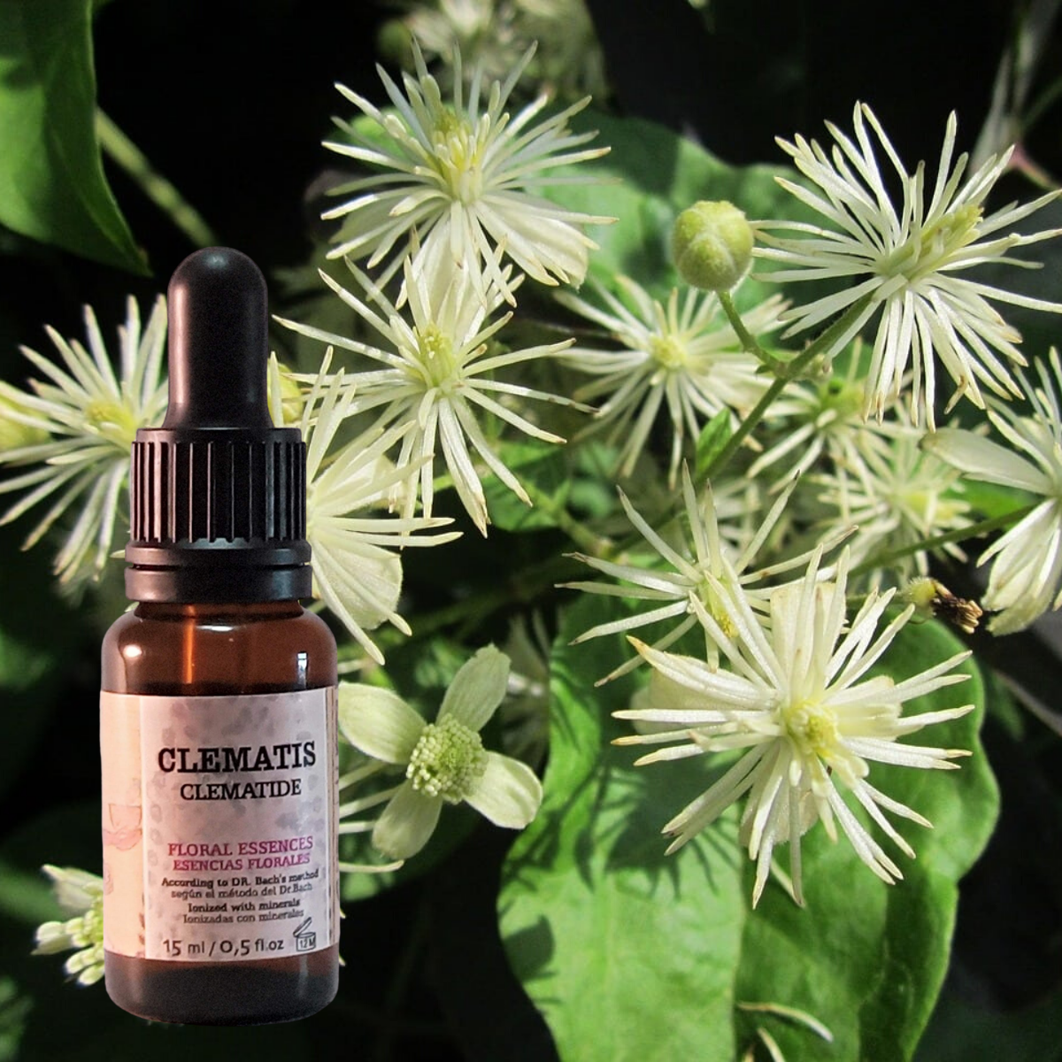 Flor nº 09 Clematis - Clemátide | Falta de concentración
