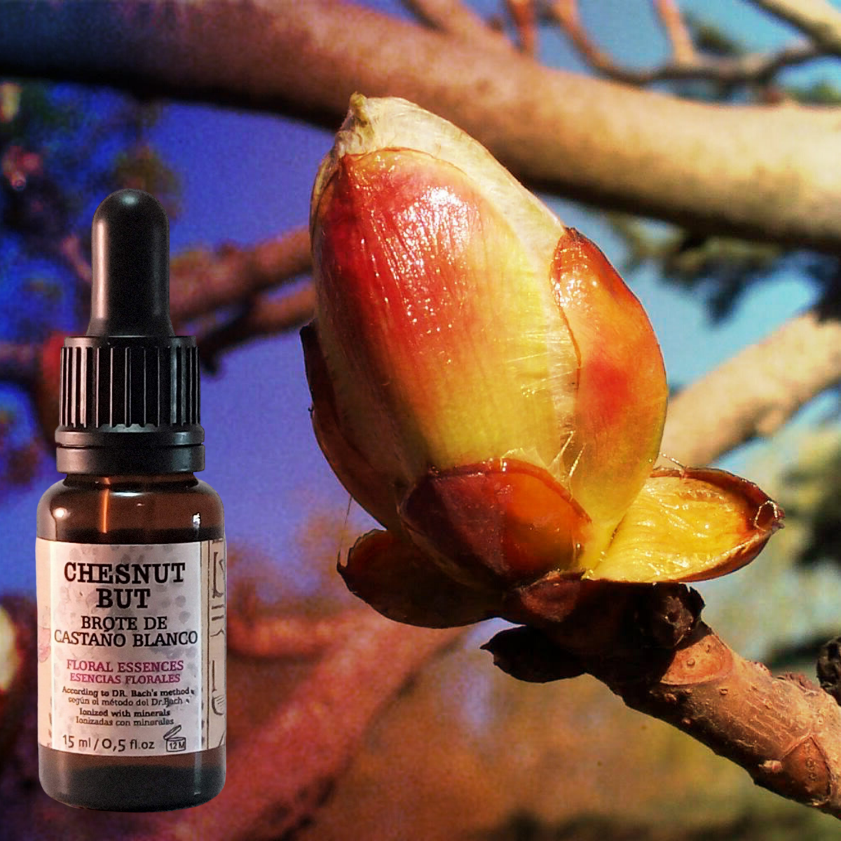 Flor nº 07 Chestnut Bud - Brote de Castaño | Dificultad de aprendizaje