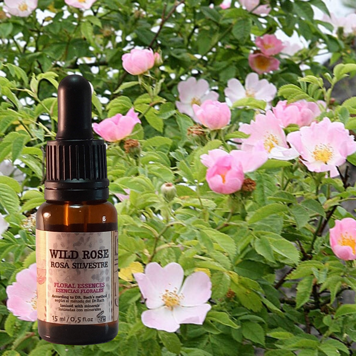 Flor nº 37 Wild Rose - Rosa Silvestre | Apatía y resignación