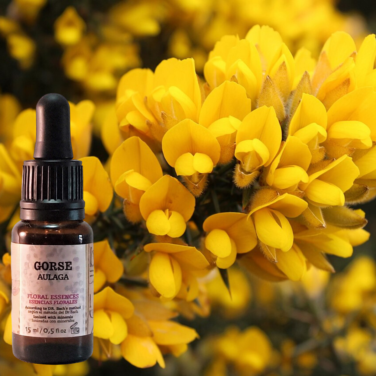 Flor nº 13 Gorse - Aulaga | Desesperanza