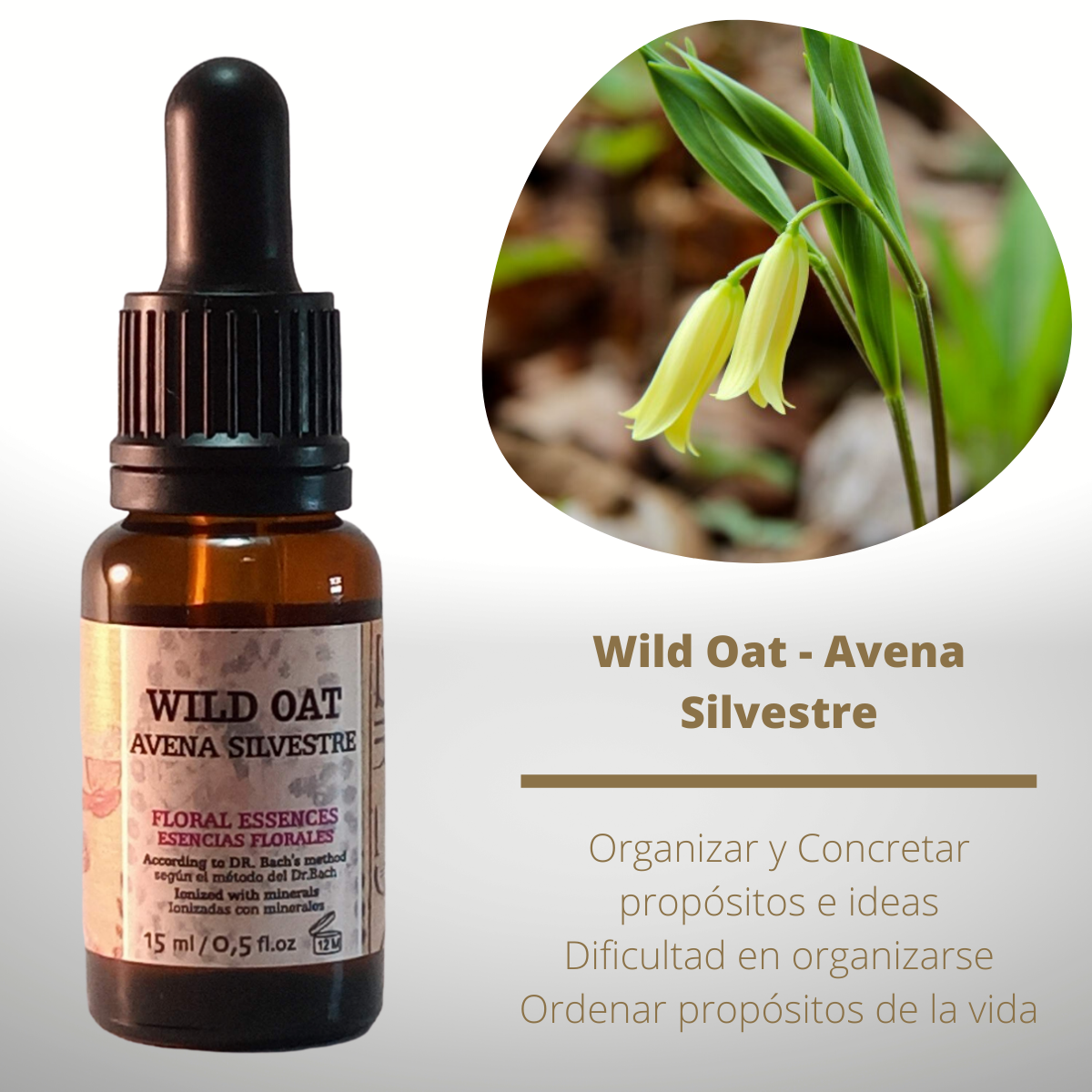 Flor nº 36 Wild Oat - Avena Silvestre | Ayuda a tomar decisiones