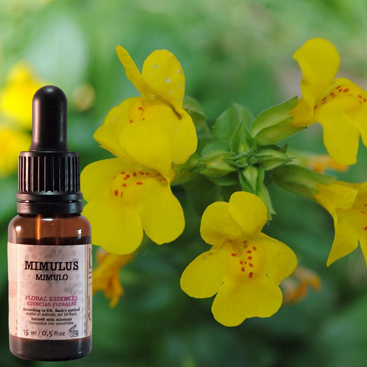 Flor nº 20 Mimulus - Mímulo | Miedo a lo conocido