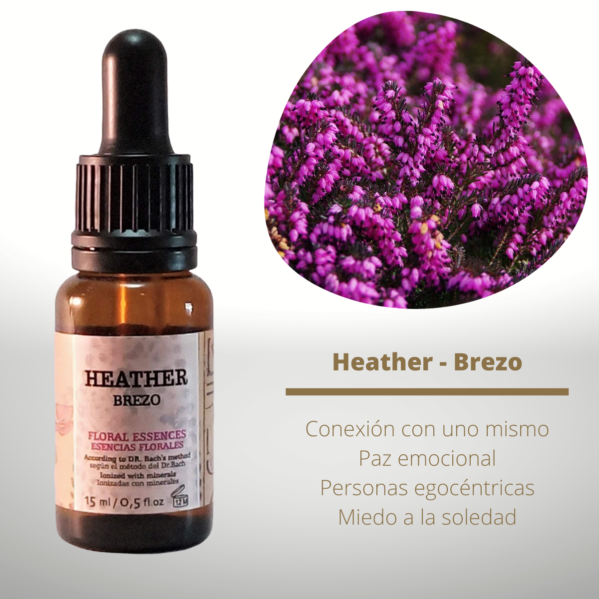 Flor nº 14 Heather - Brezo | Miedo a la soledad