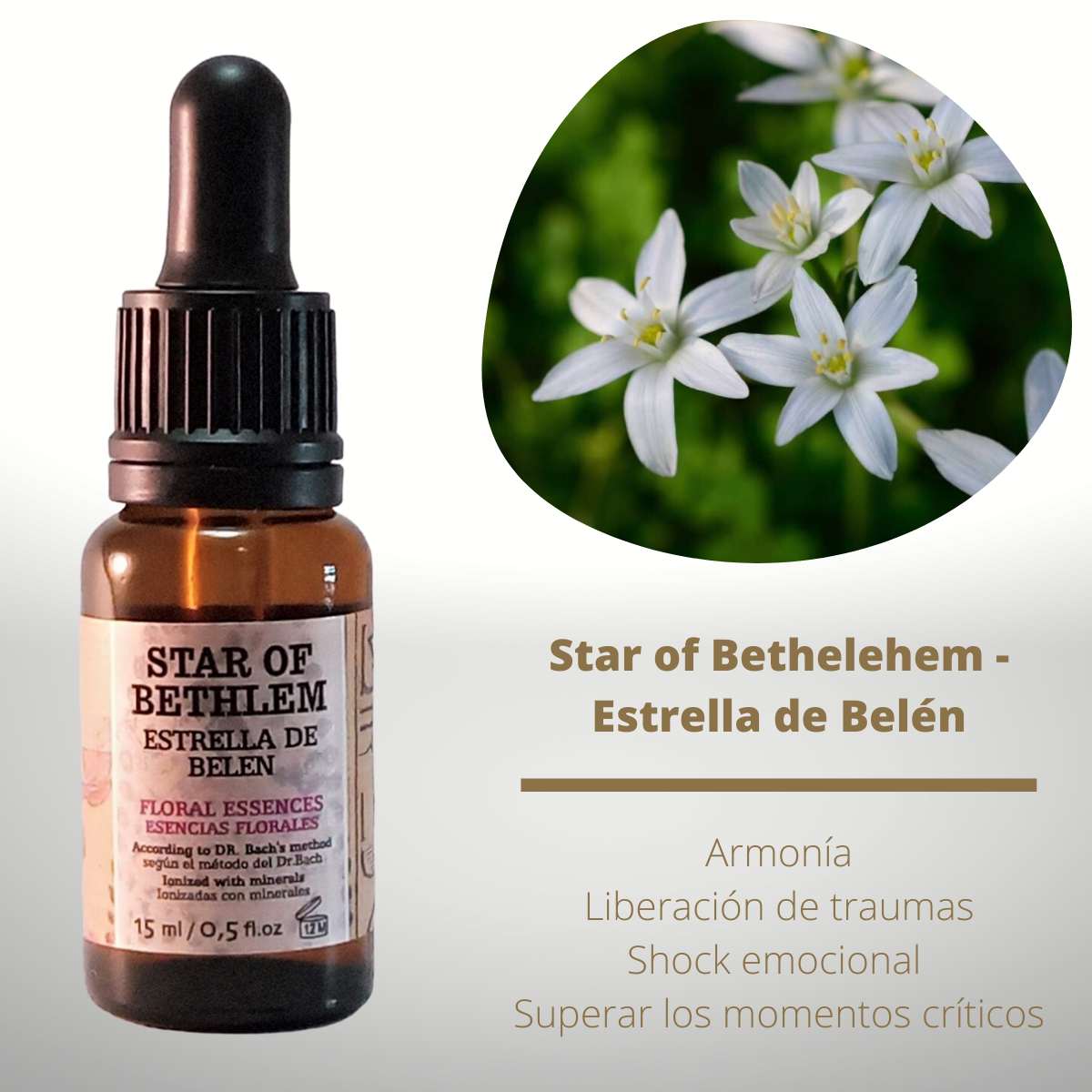 Flor nº 29 Star of Bethlehem - Estrella de Belén | Alivio post-traumático