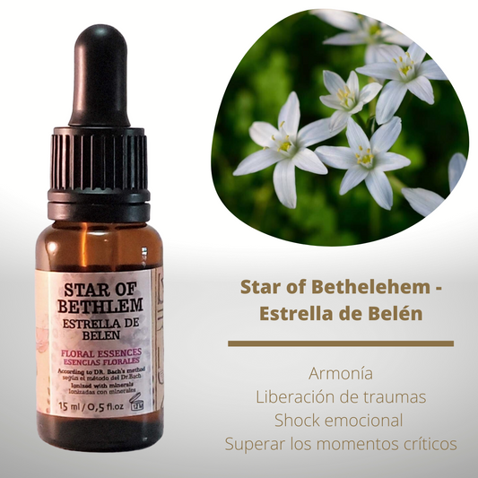 Flor nº 29 Star of Bethlehem - Estrella de Belén | Alivio post-traumático