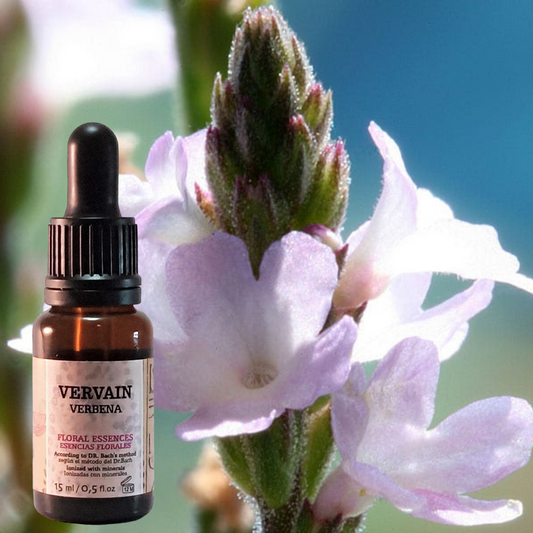 Flor nº 31 Vervain - Verbena | Exceso de entusiasmo