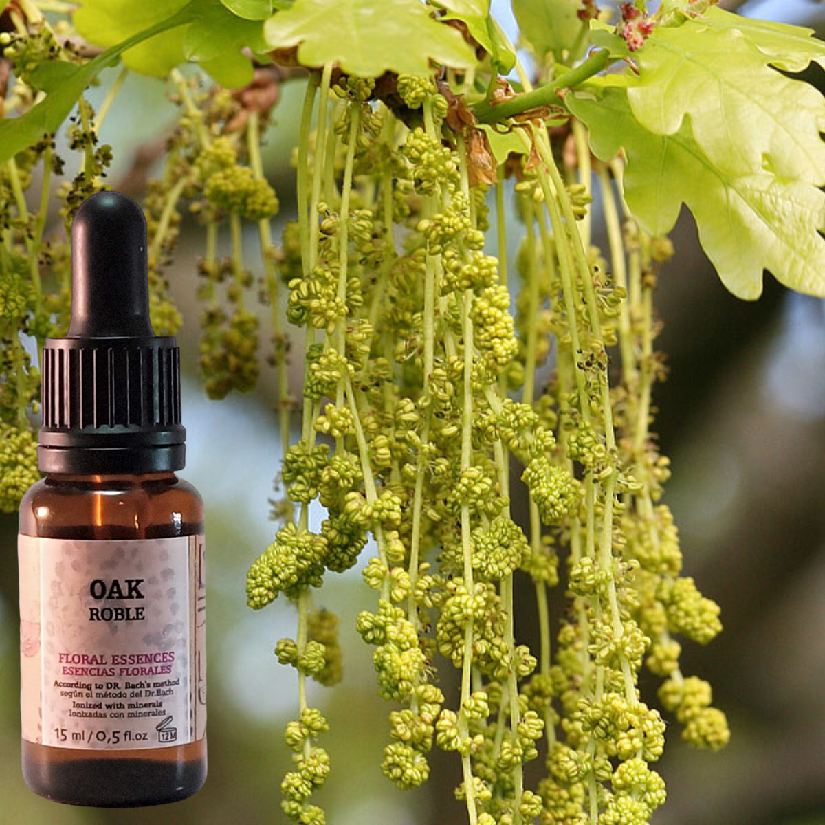 Flor nº 22 Oak - Roble | Agotamiento por trabajo