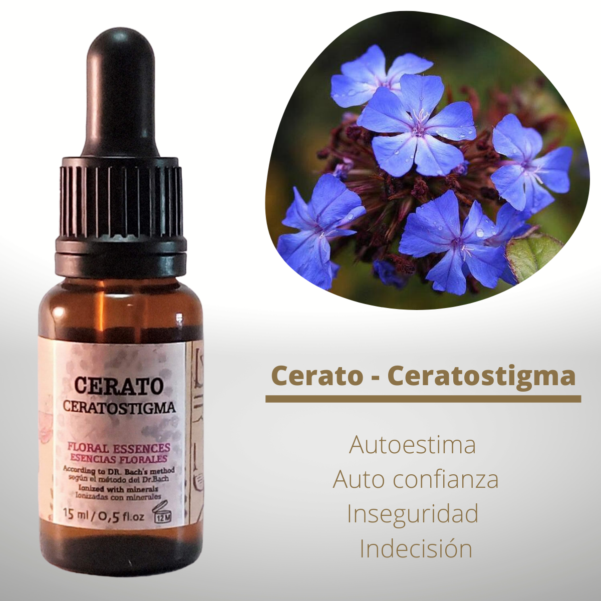 Flor nº 05 Cerato - Ceratostigma | Dudas, inseguridad