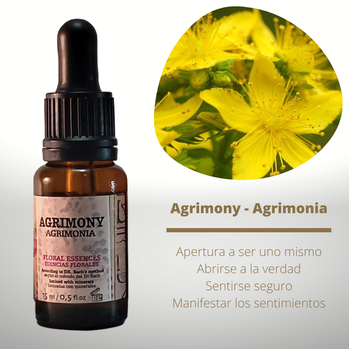 Flor nº 01 Agrimony - Agrimonia | Ansiedad