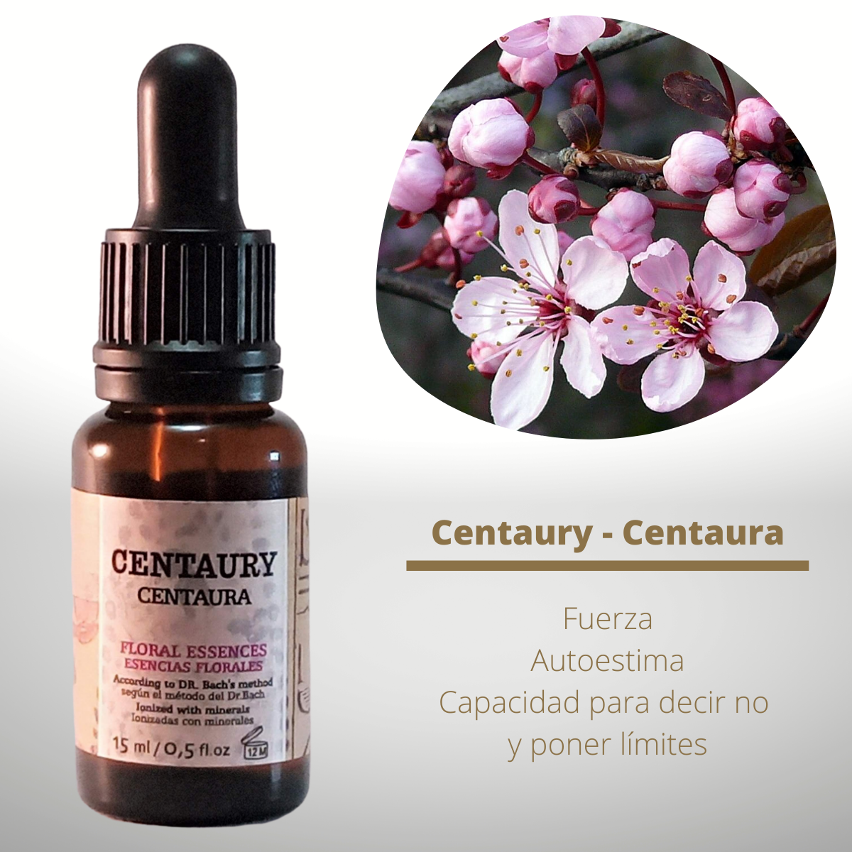 Flor nº 04 Centaury - Centaura | Falta de voluntad