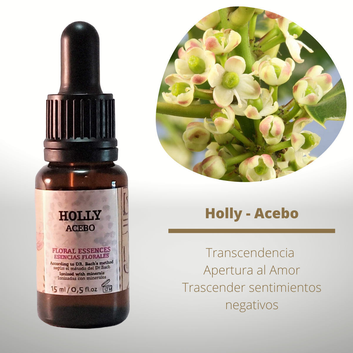 Flor nº 15 Holly - Acebo | Agresividad, celos