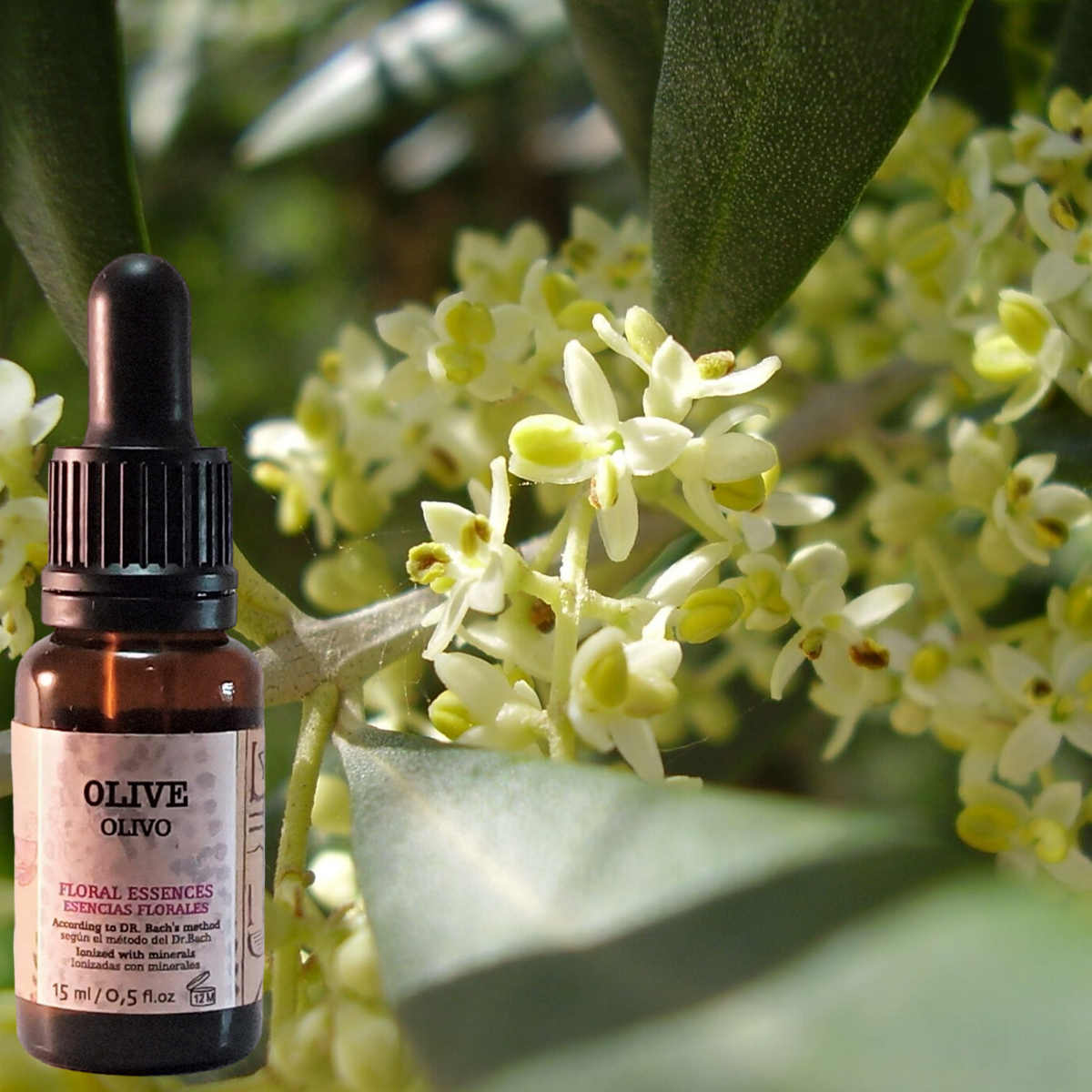 Flor nº 23 Olive - Olivo | Agotamiento físico y mental