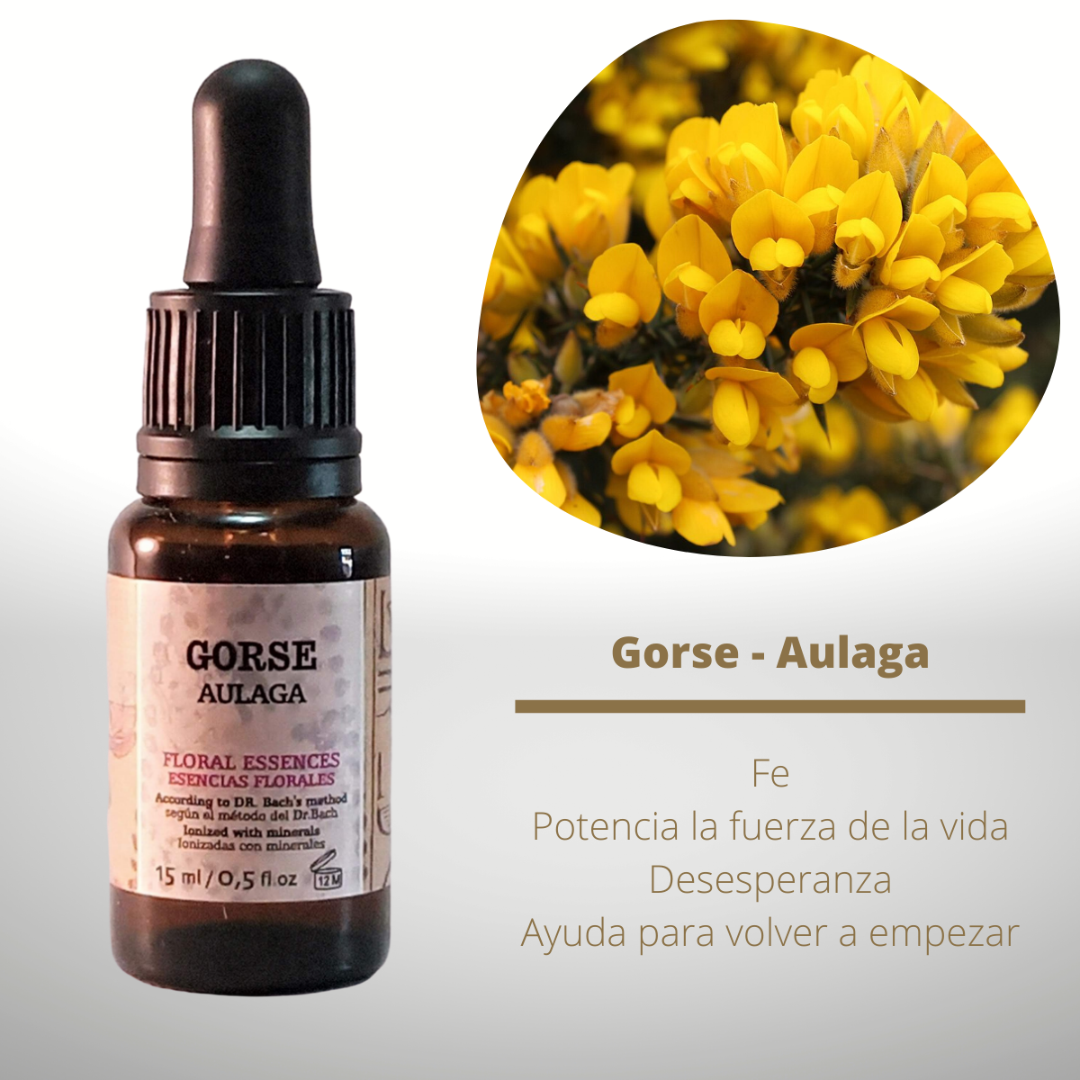 Flor nº 13 Gorse - Aulaga | Desesperanza