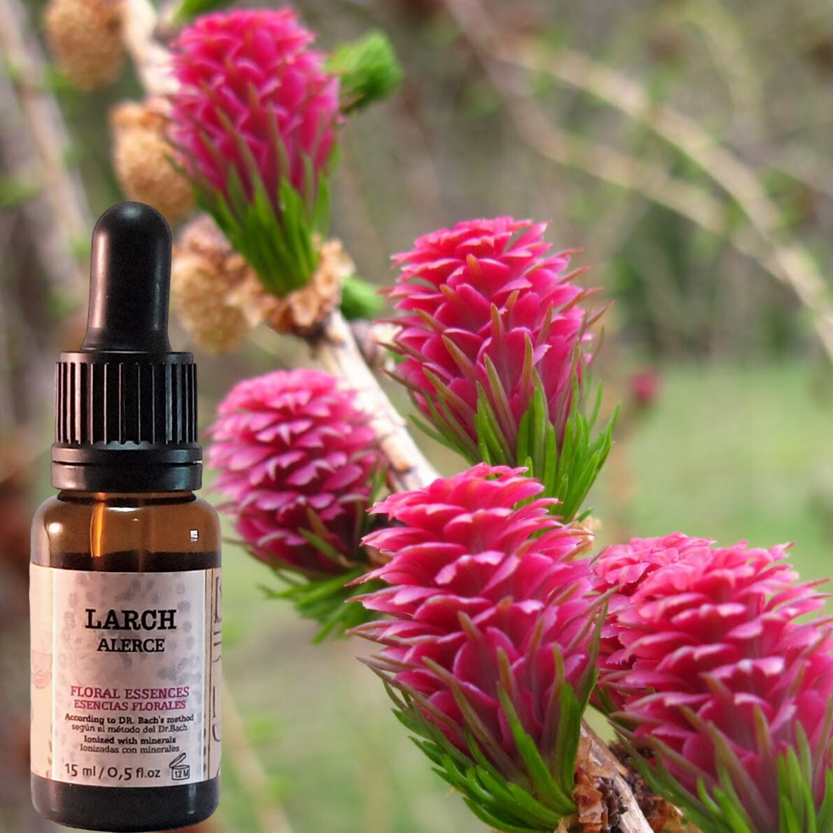 Flor nº 19 Larch - Alerce | Baja autoestima