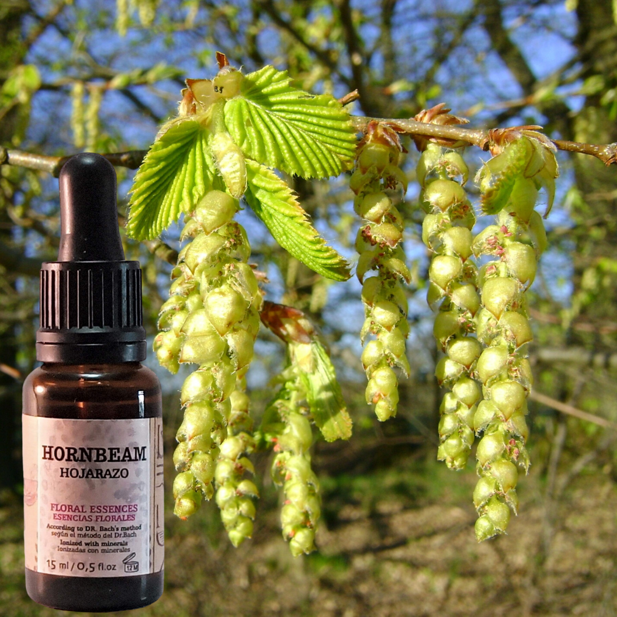 Flor nº 17 Hornbeam - Hojarazo | Cansancio mental