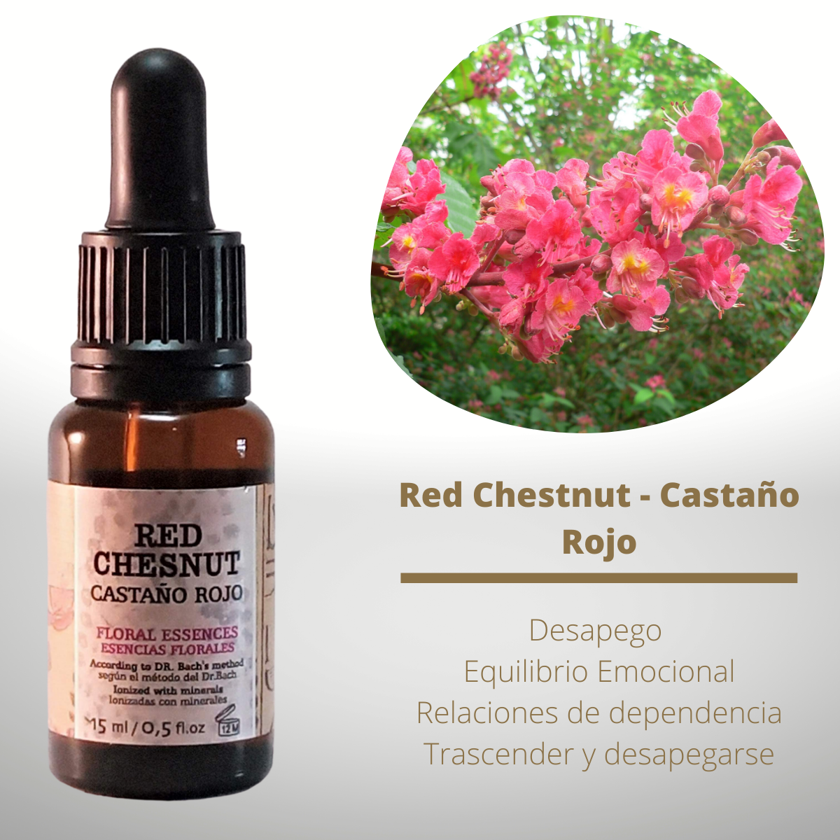 Flor nº 25 Red Chestnut - Castaño Rojo | Miedo por los demás